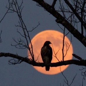 Meet your Posher, Camille